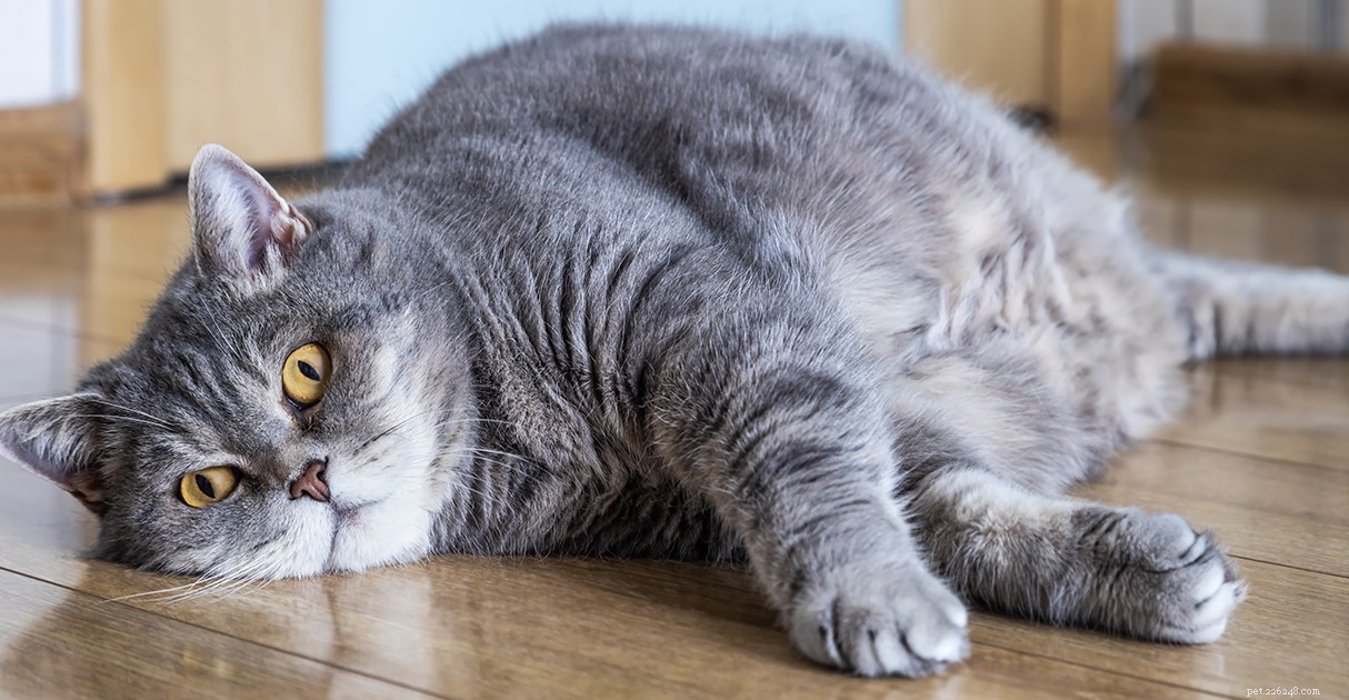 Managing Overweight Pets: A Diamond Pet Foods Guide to Healthy Weight Loss