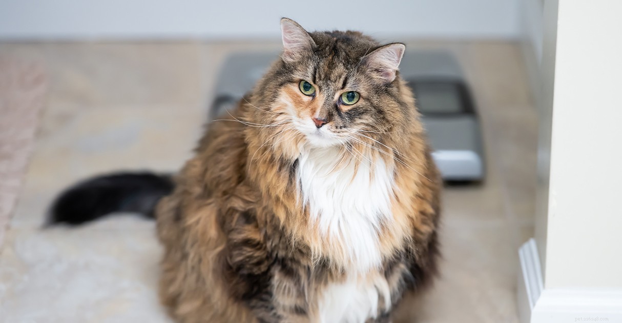 Managing Overweight Pets: A Diamond Pet Foods Guide to Healthy Weight Loss