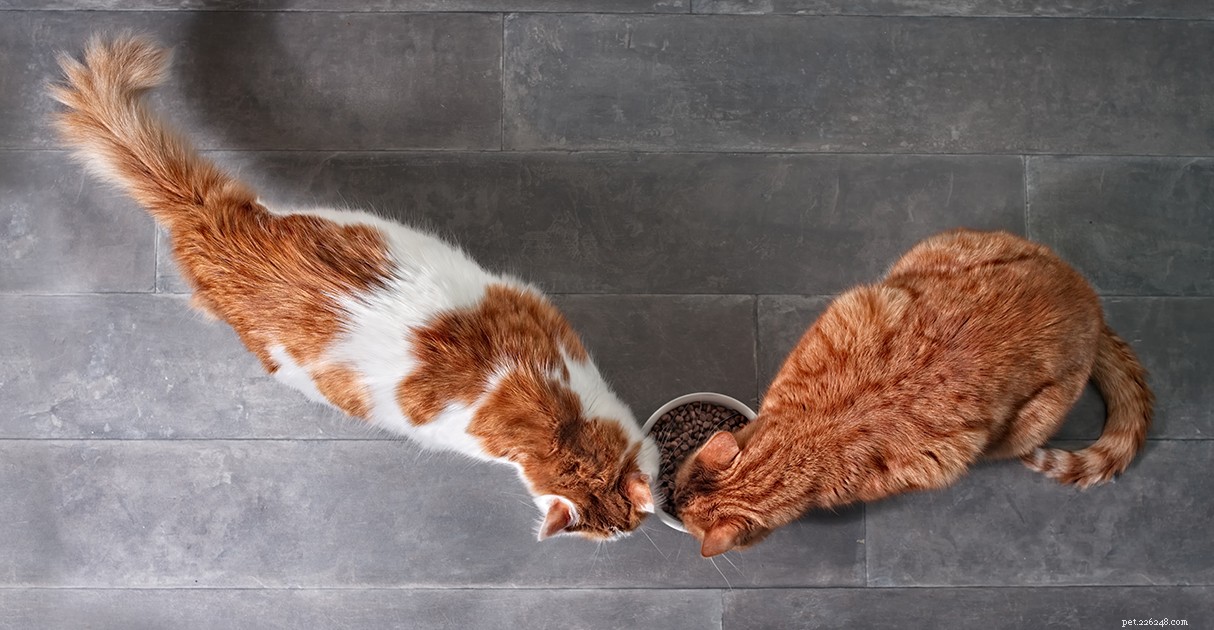 Managing Overweight Pets: A Diamond Pet Foods Guide to Healthy Weight Loss