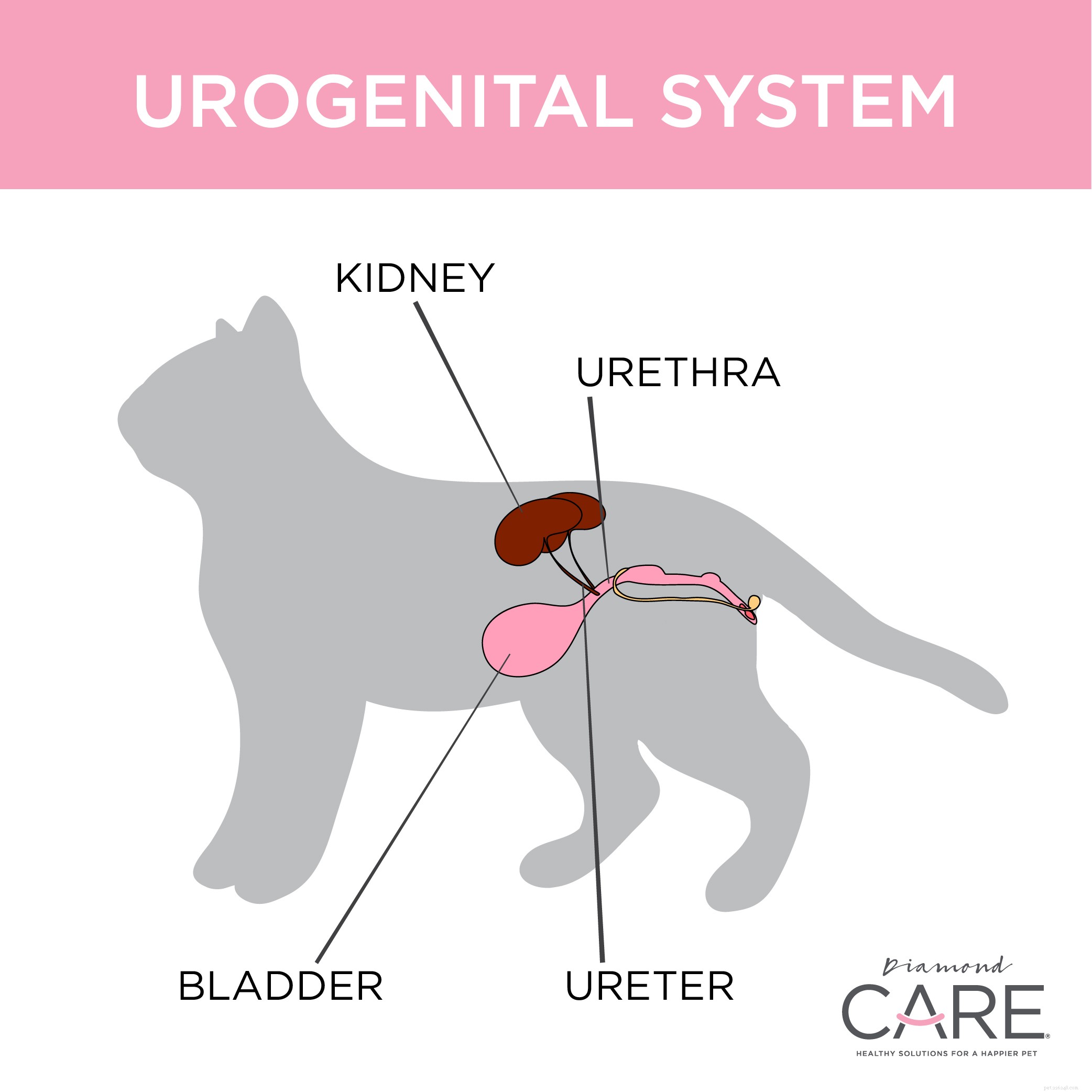 How to Spot a Cat’s Urinary Tract Infection: Key Symptoms & Signs