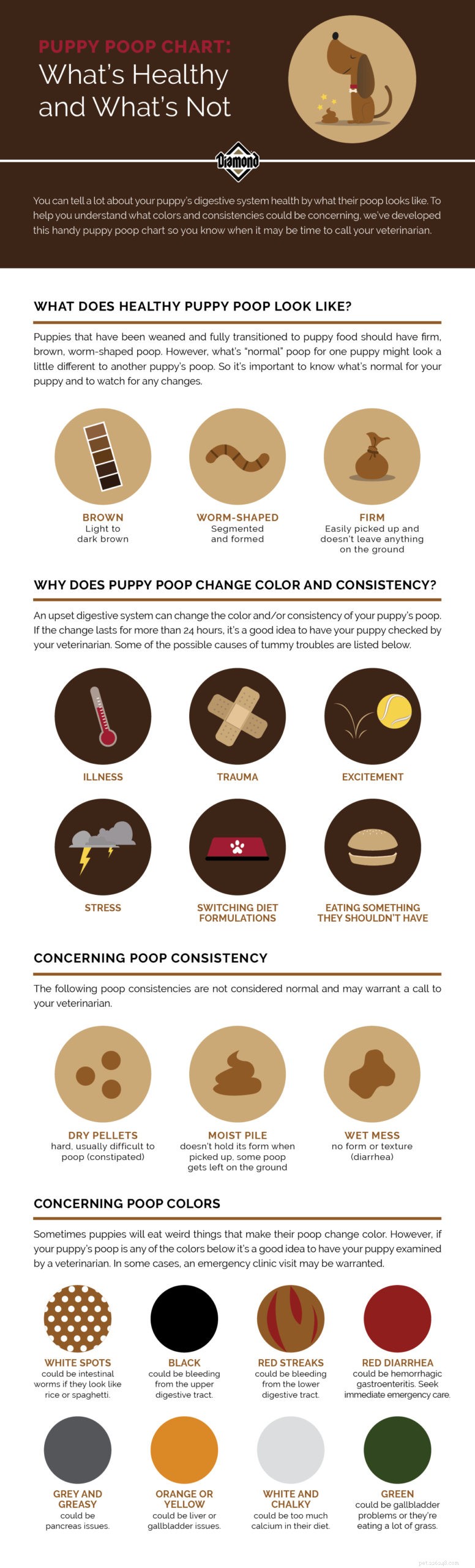 Puppy Poop Guide: How to Identify Healthy Feces and Red Flags