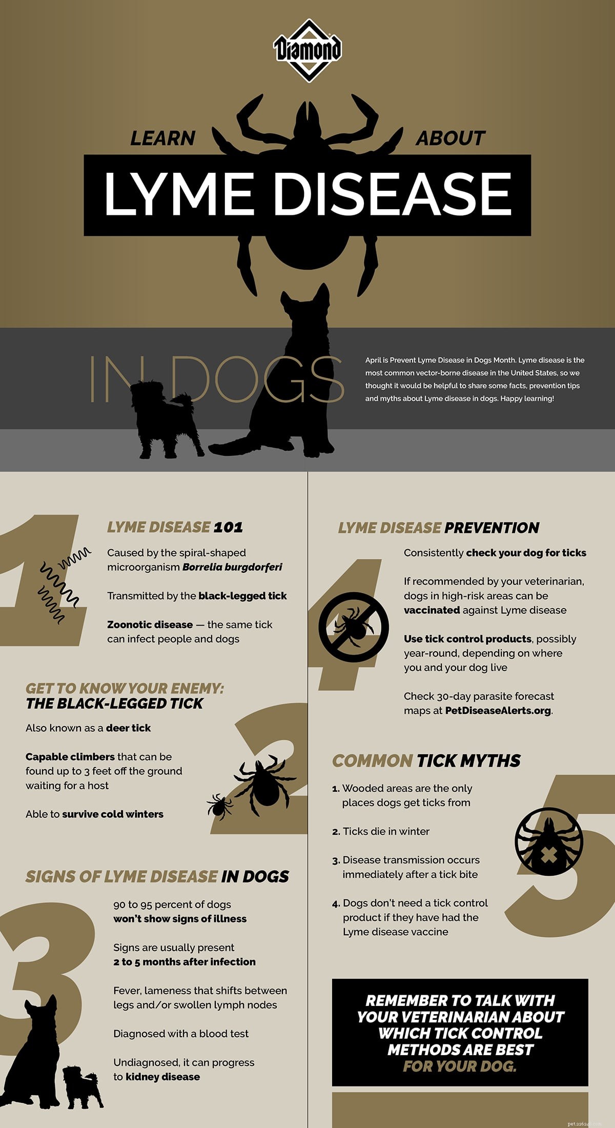 Lyme Disease in Dogs: Prevention, Facts, and Common Myths