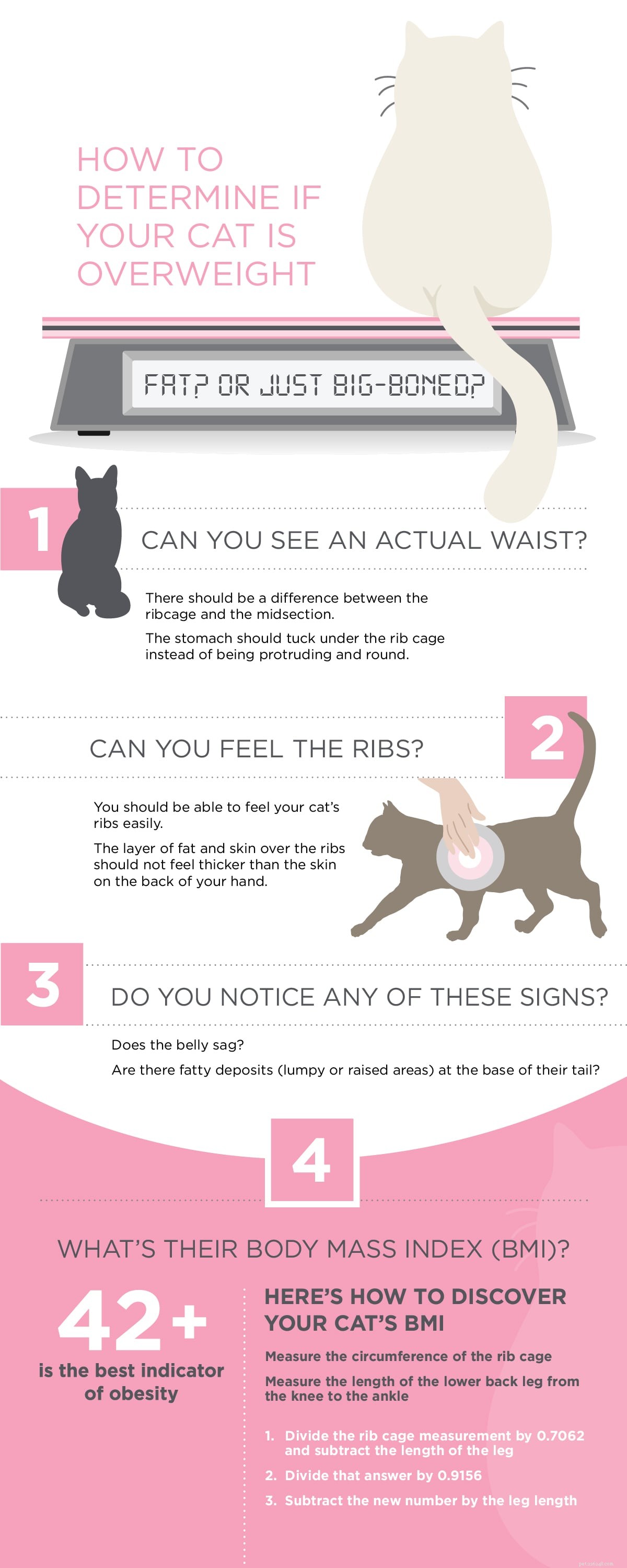 Pet Obesity Awareness Day: Spotting Obesity in Your Cat—Signs & Solutions