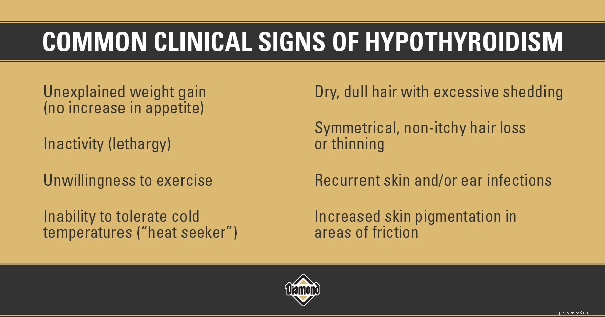Dog Hypothyroidism: Key Symptoms, Diagnosis, and Treatment Guide