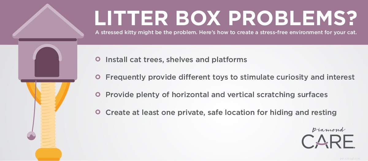 Stress Behind Your Cat’s Litter Box Problems: What You Need to Know