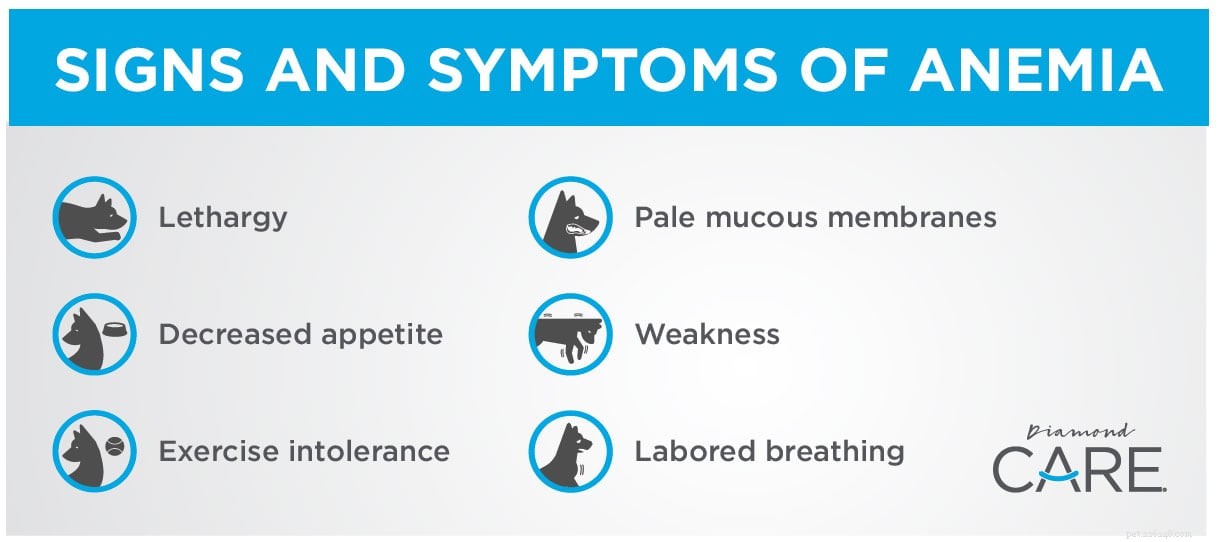 Chronic Kidney Disease in Dogs and Its Link to Anemia: What You Need to Know