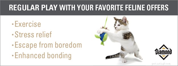 4 Proven Benefits of Playing With Your Cat Today