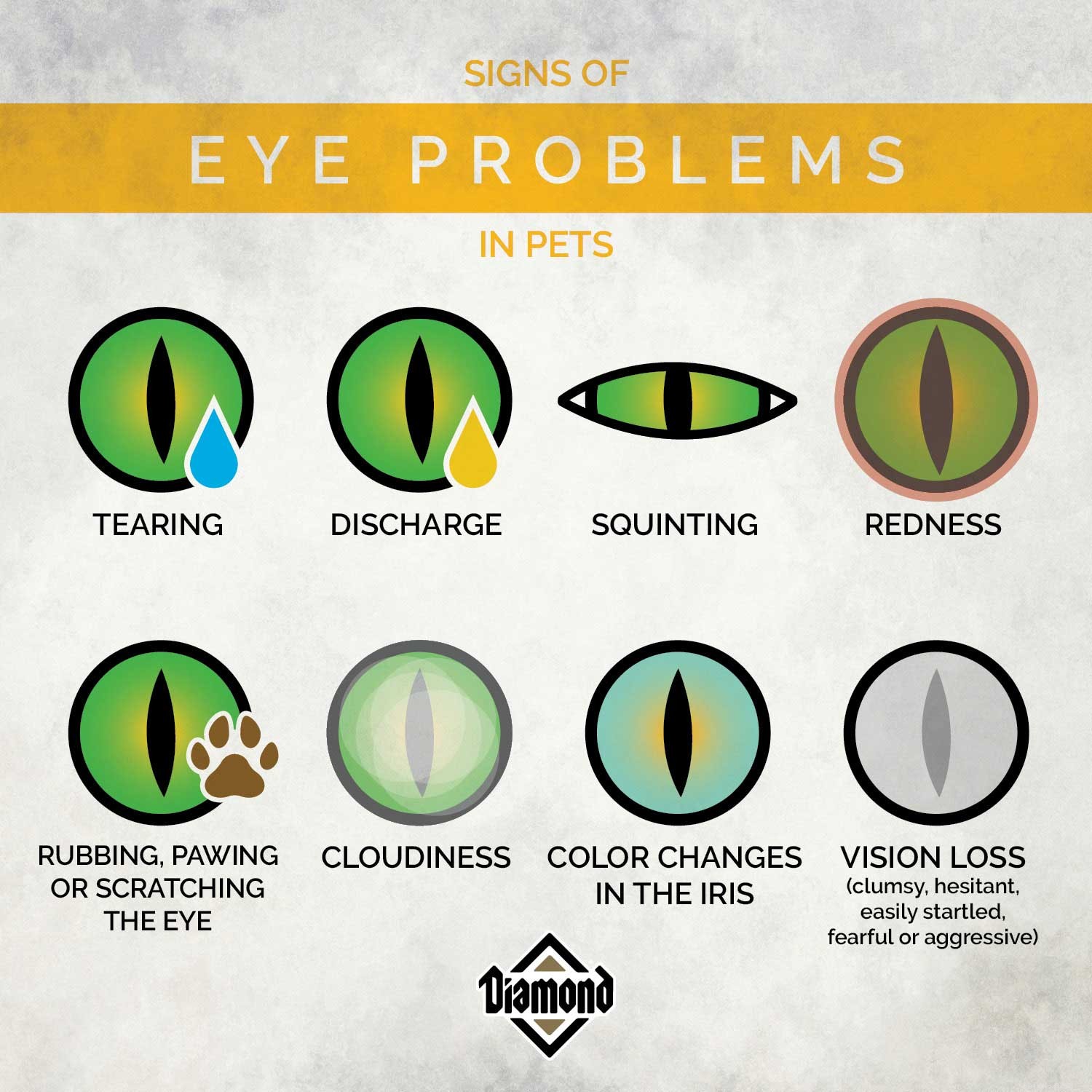 Understanding Your Pet’s Vision: A Guide to Their Unique Eyesight