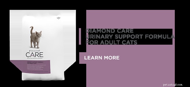 Feline Idiopathic Cystitis: Recognizing Symptoms and Effective Management