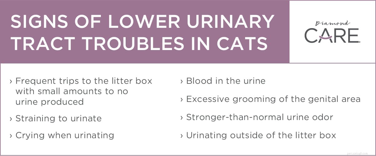 Understanding Feline Lower Urinary Tract Disease: Causes, Symptoms, and Treatment