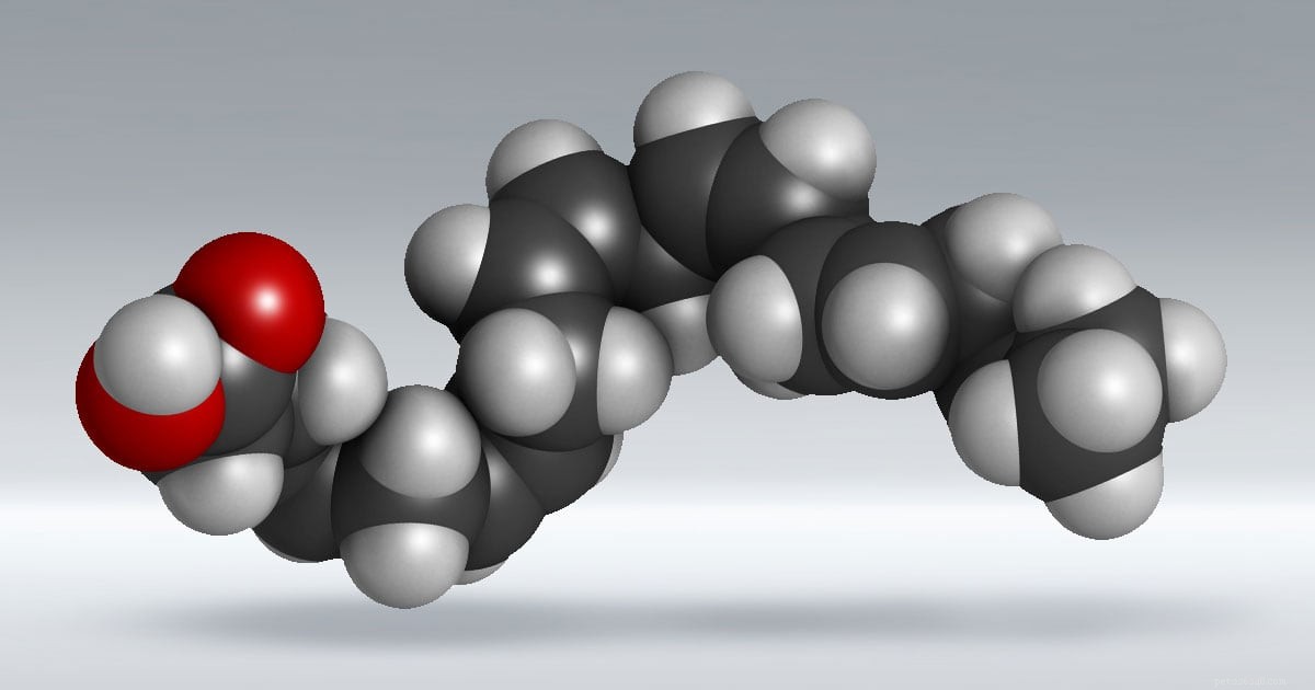 How Omega Fatty Acids Promote Healthy Skin and a Shiny Coat