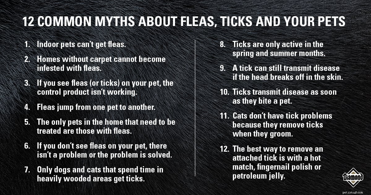 Fleas & Ticks: Separating Facts from Fiction for Pet Owners