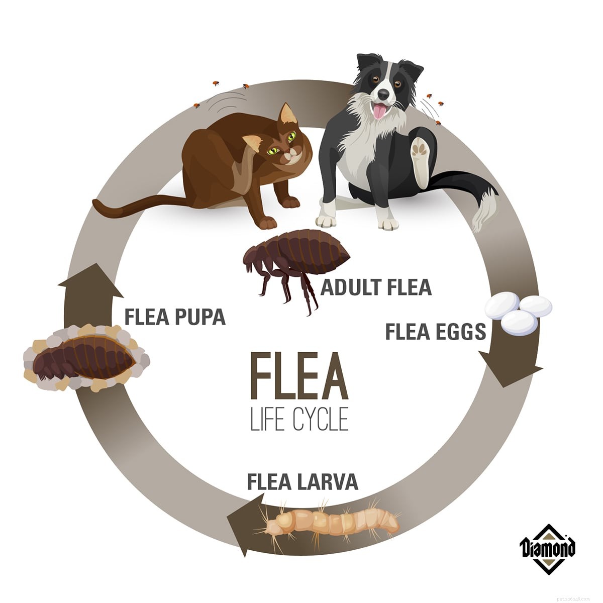 Fleas & Ticks: Separating Facts from Fiction for Pet Owners