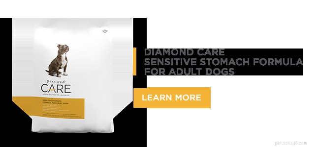 Unlocking Your Dog’s Gut Health: The Critical Role of Microbes