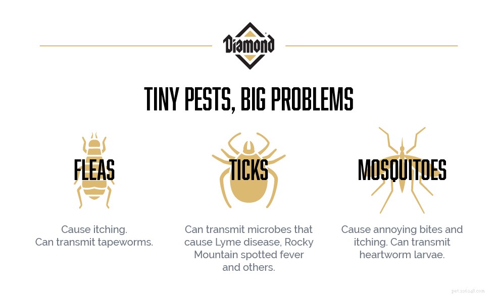 Essential Spring Safety Tips to Protect Your Pet From Hidden Hazards