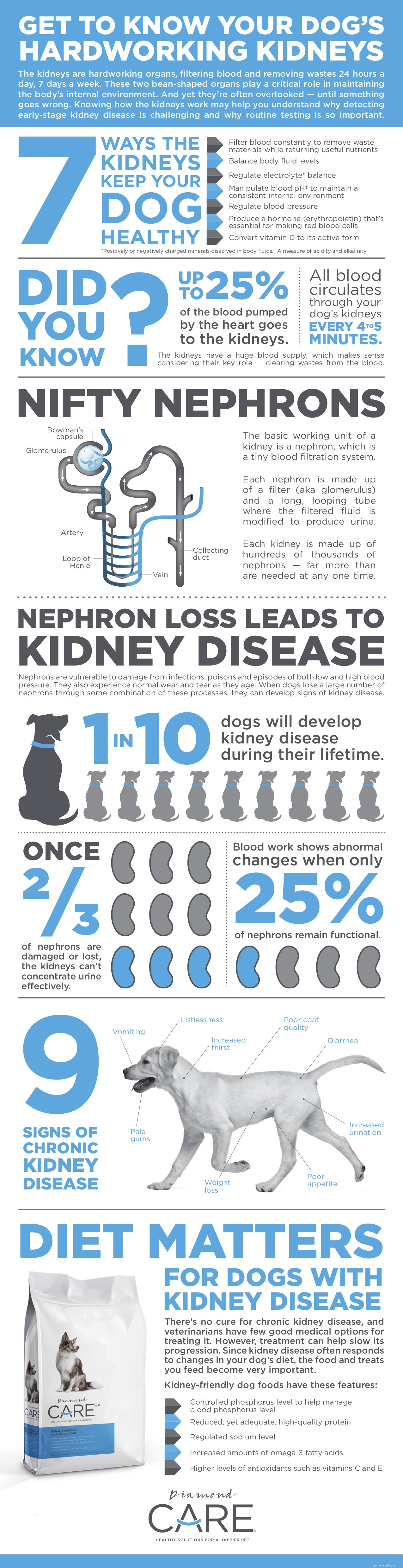 Understanding Your Dog s Kidney Health: What Every Owner Should Know