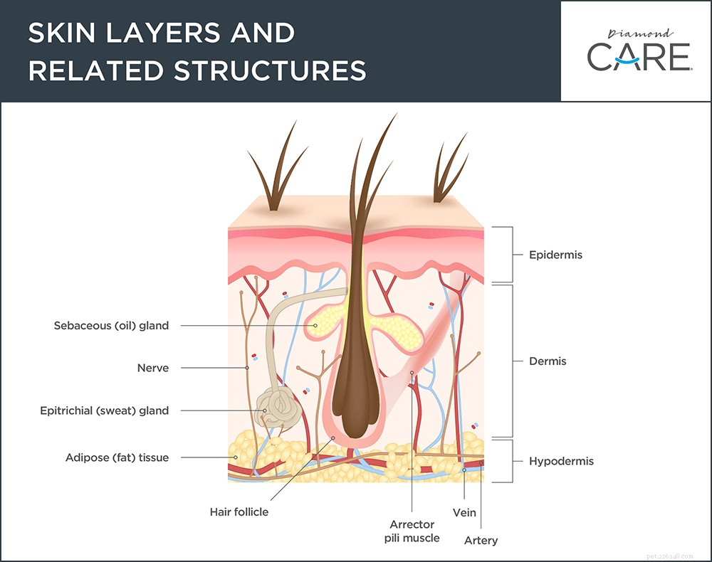 A Comprehensive Guide to Your Dog’s Skin and Coat: Layers Explained
