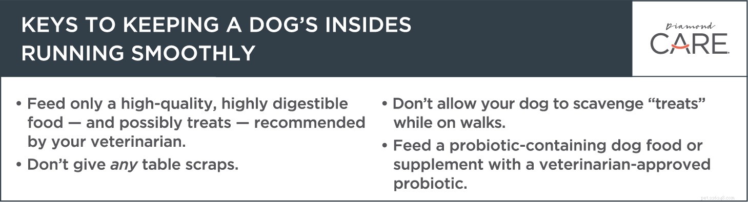 Proper Care for Dogs with Sensitive Stomachs: Safe Treats & Diets