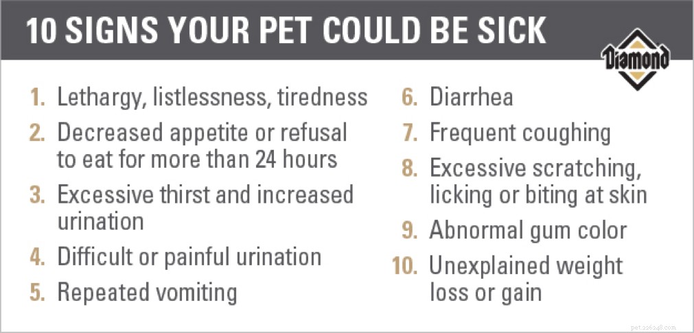 When to Call Your Veterinarian: Spotting Serious Pet Health Issues