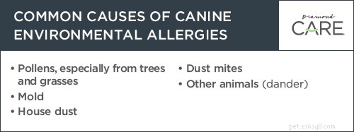 Dog Allergies: Why Your Pet May Suffer All Year Long