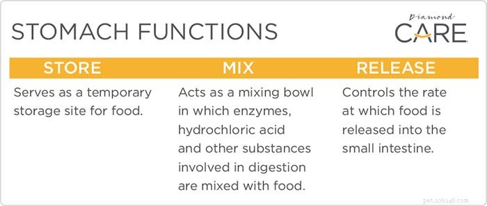Dog Digestion Explained: From Mouth to Stomach and Beyond