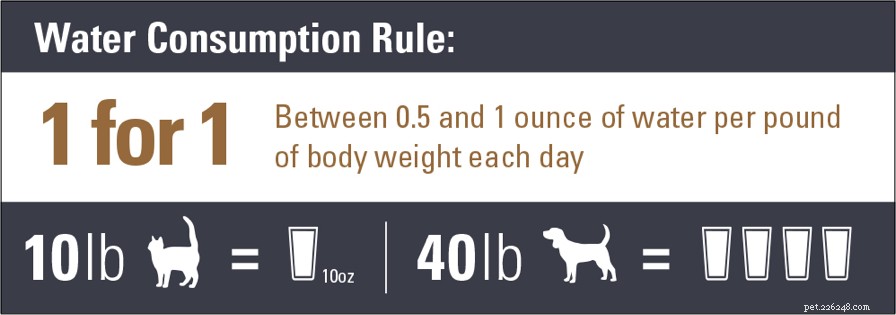 Does Your Pet Stay Hydrated? Expert Guide to Proper Water Intake