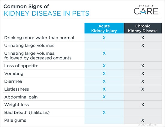 Recognizing Kidney Disease in Your Dog: Early Signs and Prompt Action