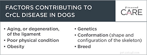 Understanding CrCL Injuries in Overweight Dogs: Prevention and Treatment