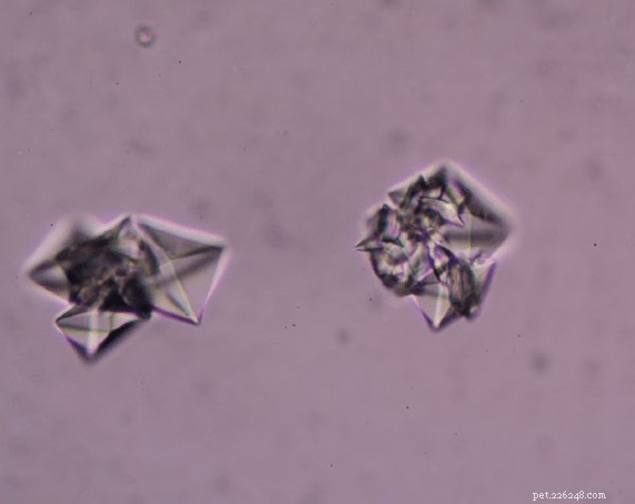 Preventing Pet Urinary Crystals & Stones: The Power of Nutrition – Part 2