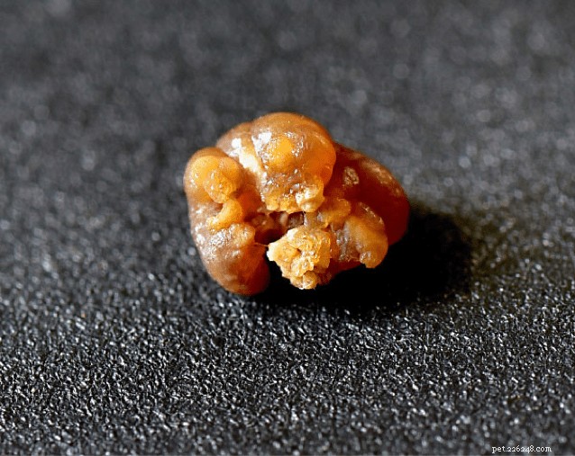 Preventing Pet Urinary Crystals & Stones: The Power of Nutrition – Part 2