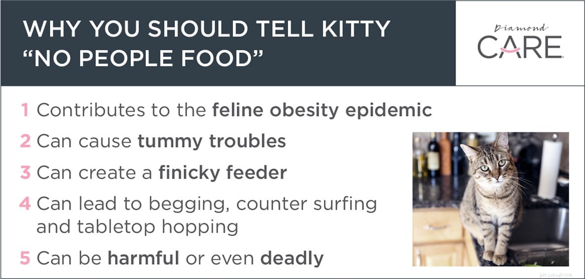 Why You Should Never Feed Your Cat Human Food: 5 Key Reasons
