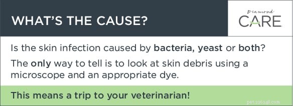 Damaged Skin Increases Your Dog’s Risk for Secondary Infections