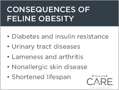 Health Risks of Overweight Cats: Protect Your Feline Friend