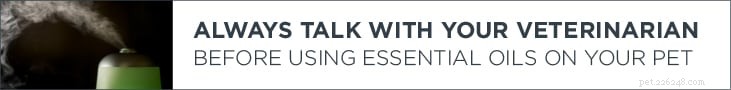 Using Essential Oils to Treat Dog Skin Issues: What You Need to Know