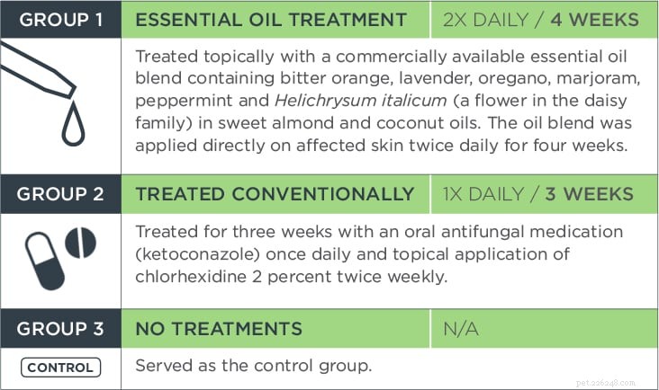 Using Essential Oils to Treat Dog Skin Issues: What You Need to Know