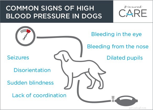 How Kidney Disease Triggers Hypertension in Dogs: Symptoms and Management