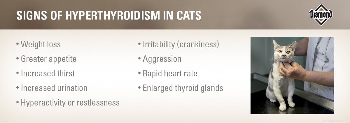Cat Hyperthyroidism Explained: Causes, Symptoms & Care for Senior Felines