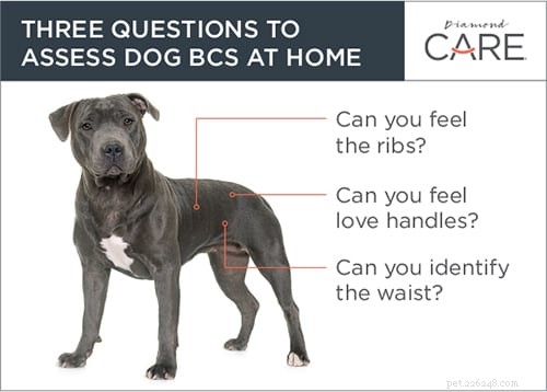 Assess Your Dog’s Weight with Body Condition Scores for Optimal Health