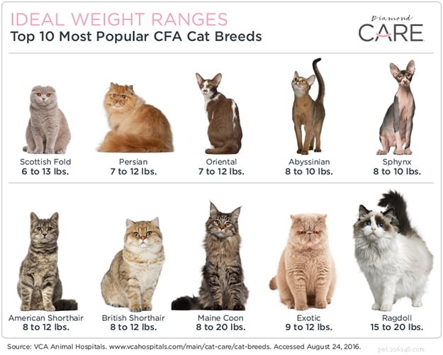 Is Your Cat Overweight? Causes, Risks & Practical Solutions