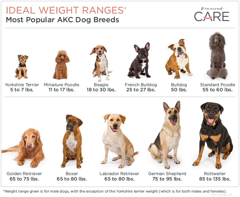 Is Your Dog Overweight or Just Big-Boned? How to Tell the Difference