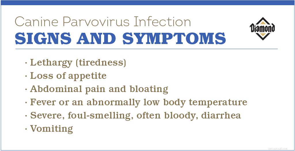 Prevent Canine Parvovirus: Why Vaccination Is Critical for Your Dog s Health