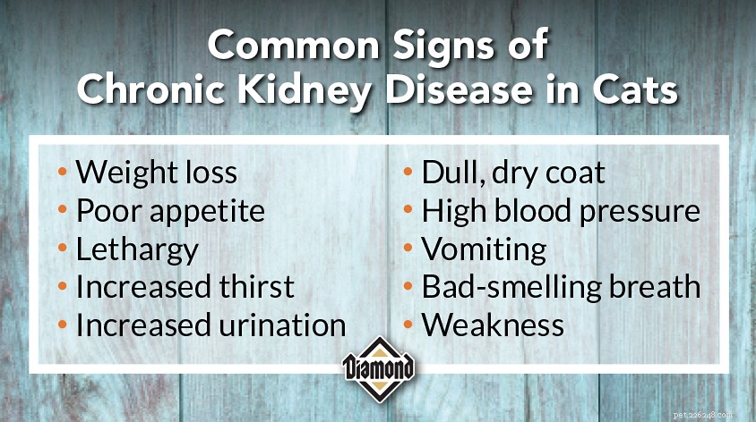 Understanding Cat Kidney Disease: Why 1 in 3 Cats Are at Risk & How to Protect Your Feline