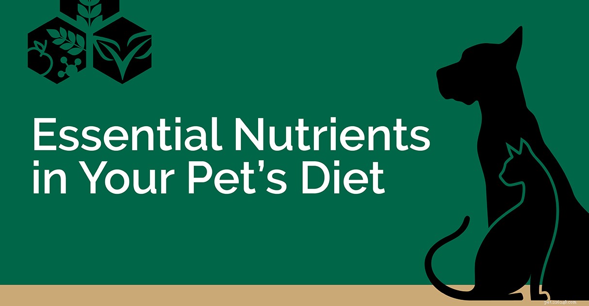 Decoding Pet Food Labels: A Trusted Guide by Diamond Pet Foods