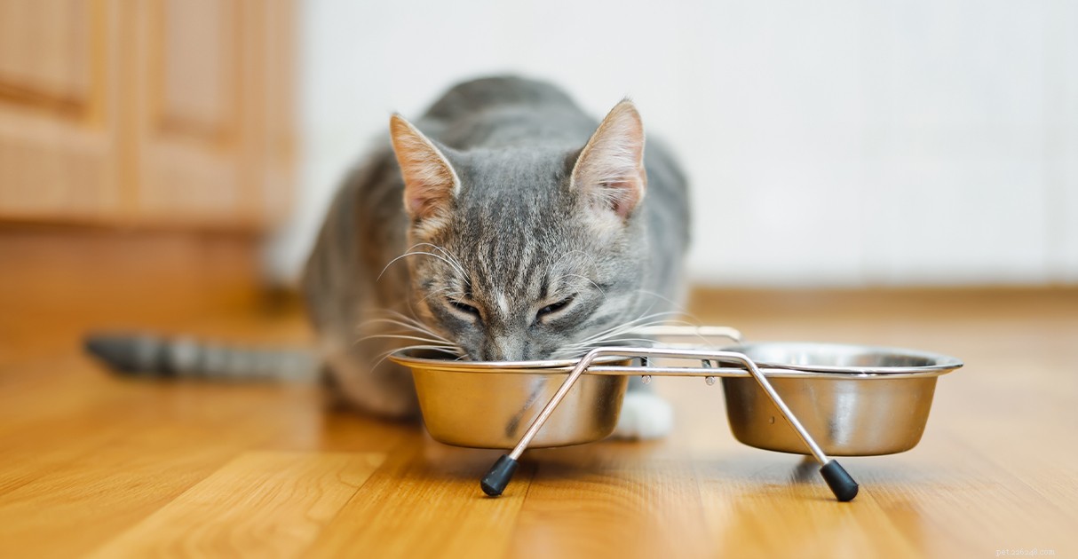 Decoding Pet Food Labels: A Trusted Guide by Diamond Pet Foods
