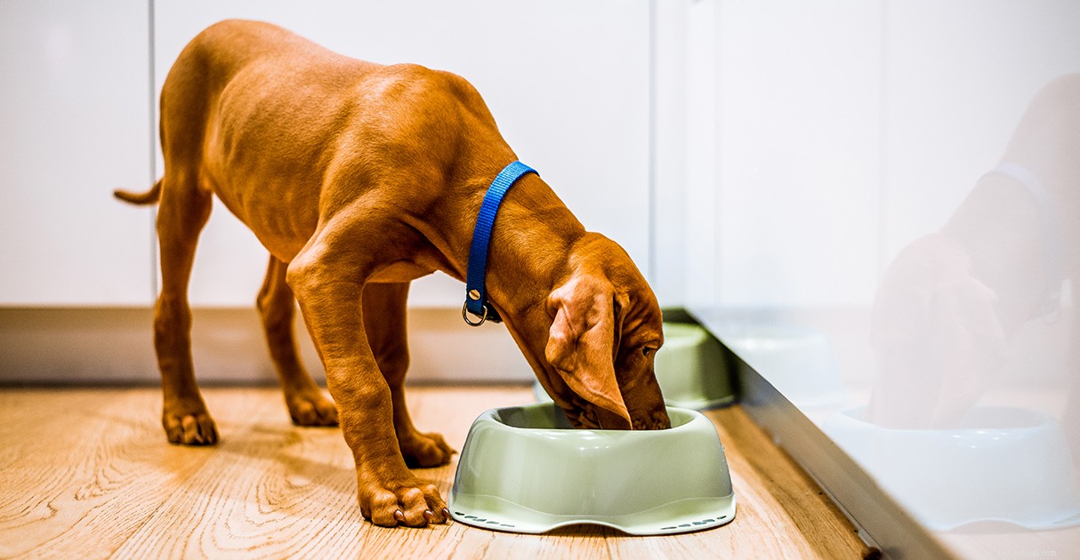 Decoding Pet Food Labels: A Trusted Guide by Diamond Pet Foods