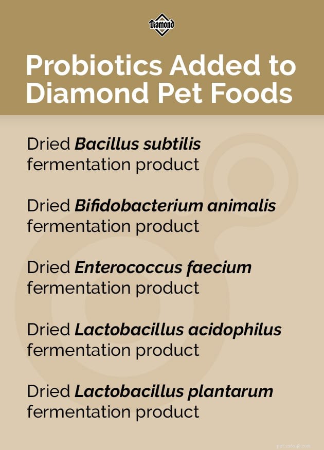 Probiotics in Pet Food: Boosting Digestive Health and Immunity for Cats and Dogs