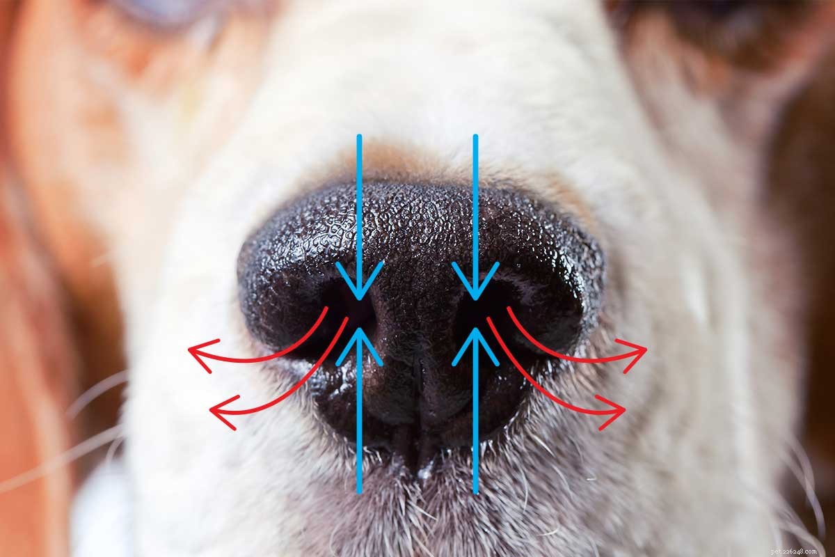 Optimizing Performance: How Nutrition Enhances Scent Detection in Working Dogs