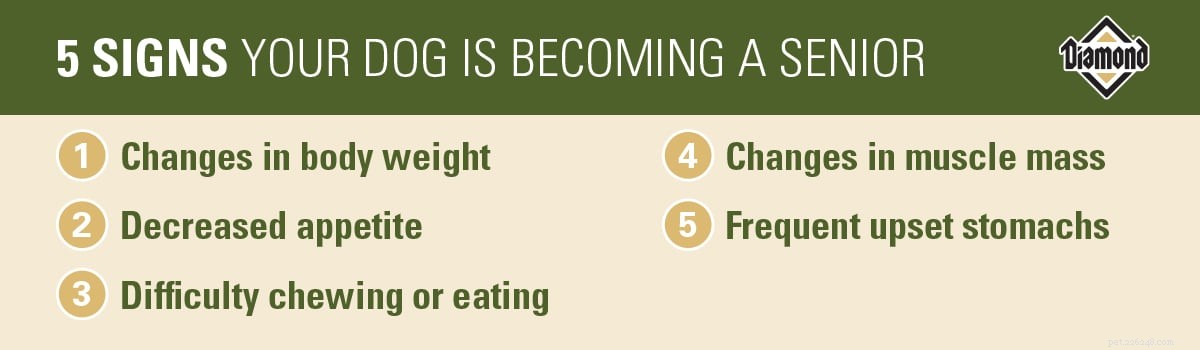 When Should You Transition Your Senior Dog to a Specialized Diet?