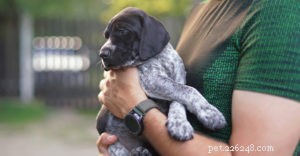 Ultimate Puppy Training Guide: From First Week to Commands & Socialization – Tips from Diamond Pet Foods