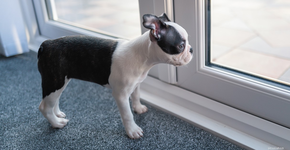 Ultimate Puppy Training Guide: From First Week to Commands & Socialization – Tips from Diamond Pet Foods